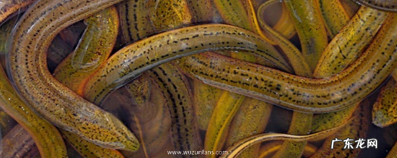 鳝鱼的繁殖方法,鳝鱼有什么营养和禁忌