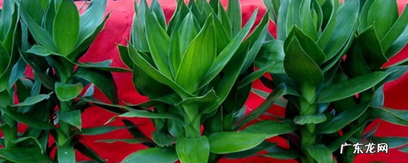 莲花竹的繁殖方法,怎么养