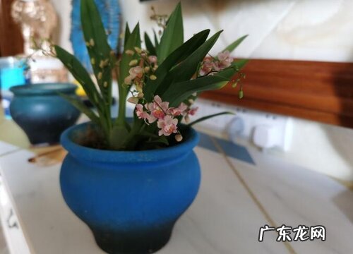 兰花出现了大量的空根是什么原因如何解决