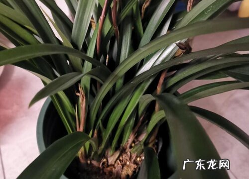 兰花出现了大量的空根是什么原因如何解决