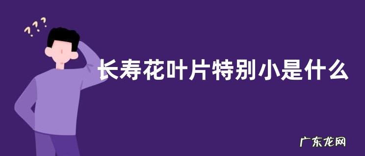 长寿花叶片特别小是什么原因