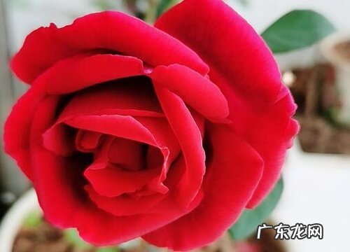 圣诞节送什么花合适