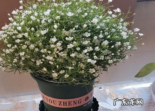 圣诞节送什么花合适