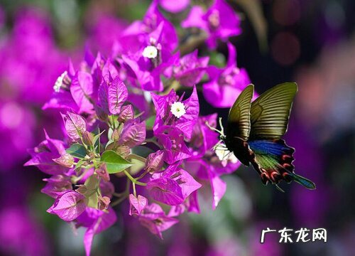 冬季到底能不能给三角梅修剪