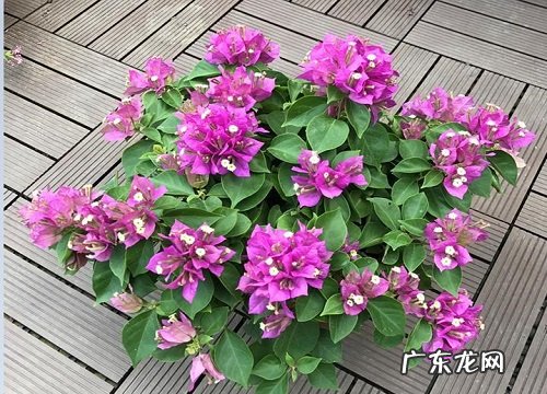 冬季到底能不能给三角梅修剪