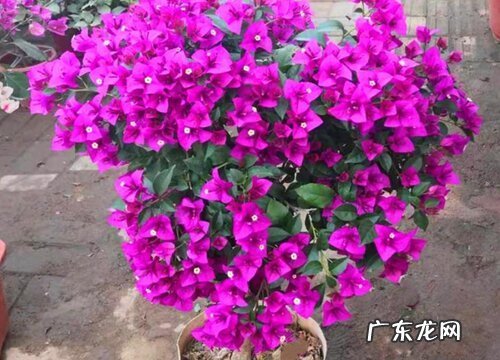 冬季到底能不能给三角梅修剪