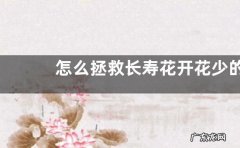 怎么拯救长寿花开花少的问题