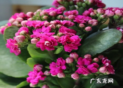 怎么拯救长寿花开花少的问题