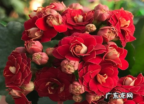 怎么拯救长寿花开花少的问题