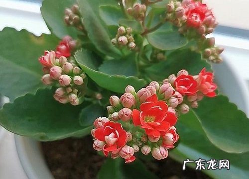 怎么拯救长寿花开花少的问题