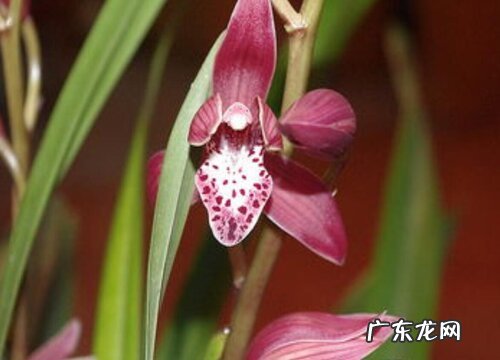 北方养护兰花需要解决好哪些问题