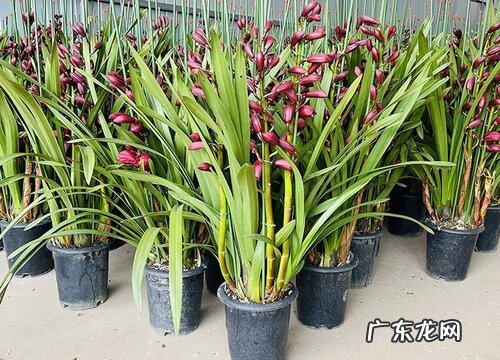 北方养护兰花需要解决好哪些问题
