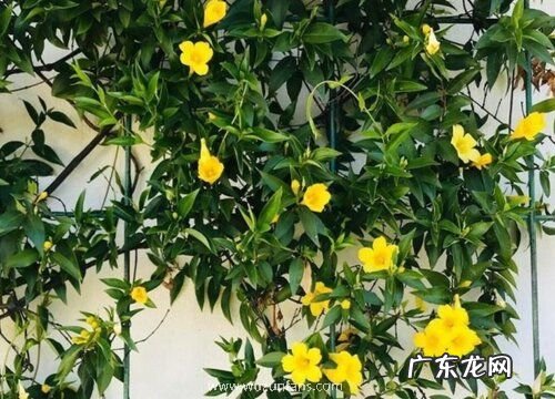 冬季怎么养茉莉花加速枝条木质化