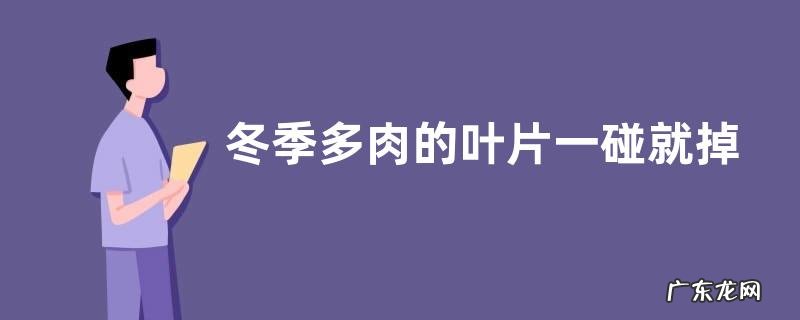 冬季多肉的叶片一碰就掉是什么原因