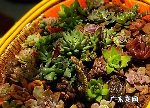 冬季多肉的叶片一碰就掉是什么原因