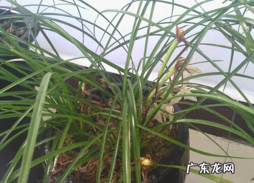 兰花长势差如何进行复壮很快就会蹭蹭长