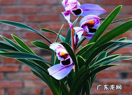 兰花长势差如何进行复壮很快就会蹭蹭长