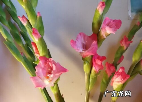 兰花长势差如何进行复壮很快就会蹭蹭长