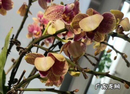 蝴蝶兰二次开花该怎么养护