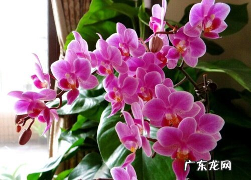 蝴蝶兰二次开花该怎么养护