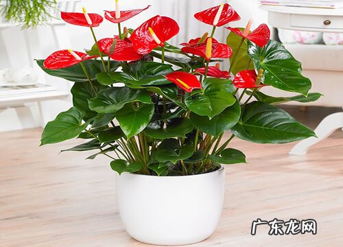 正对入户门放什么植物好