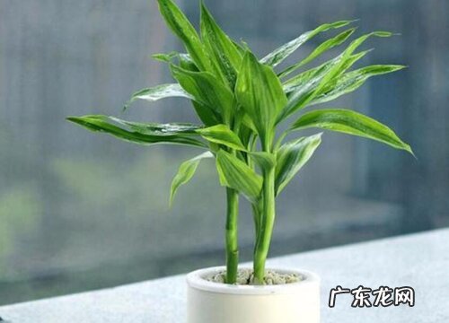 正对入户门放什么植物好