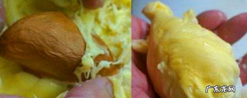 榴莲籽可不可以生吃,附榴莲籽的吃法