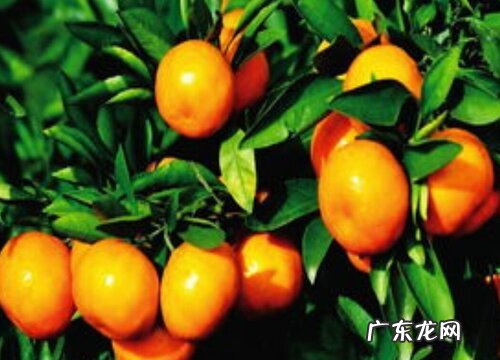 柑橘施叶面肥果子会很甜 柑橘施什么肥可以增加甜度