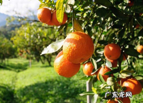 柑橘施叶面肥果子会很甜 柑橘施什么肥可以增加甜度