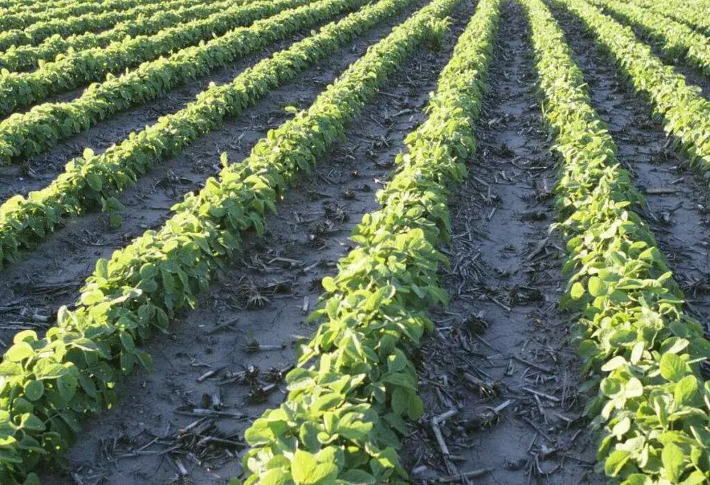 贫瘠的土地适合种什么农作物