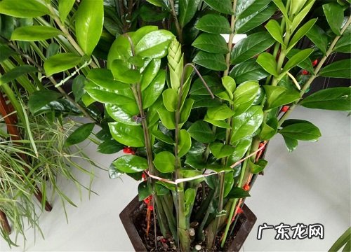 夏季如何养金钱树叶片油绿