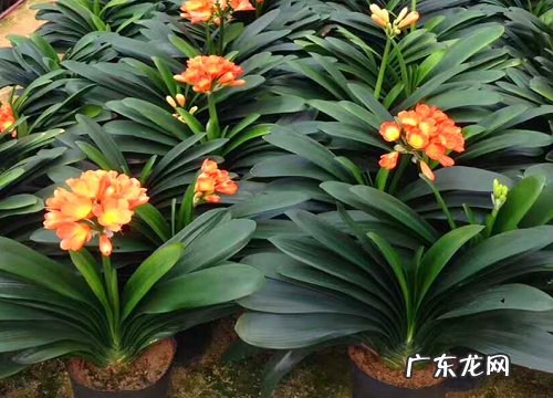 立秋君子兰养护需要做好哪些开花准备