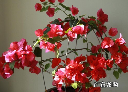 三角梅如何扦插很细的枝条都可以成活