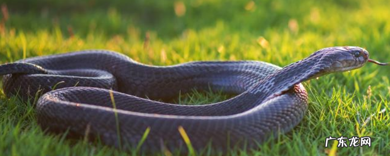 蛇的繁殖方法,蛇有哪些种类