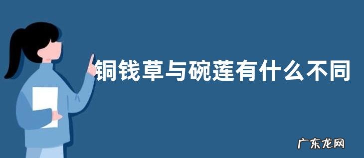 铜钱草与碗莲有什么不同,从株型、叶子、花朵上区分