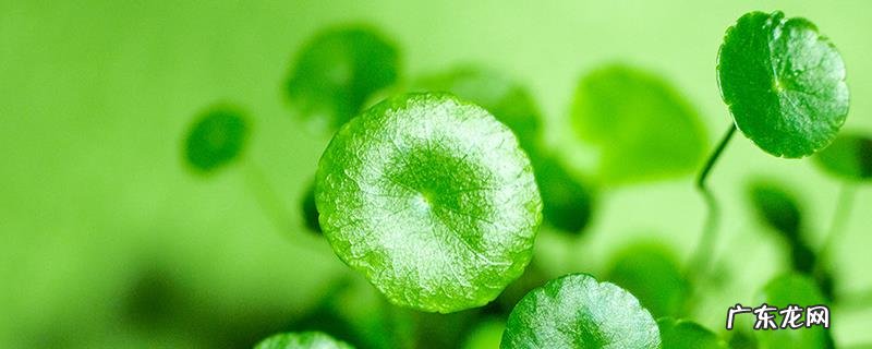 铜钱草与碗莲有什么不同,从株型、叶子、花朵上区分