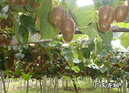 猕猴桃长在树上还是地上 一般长在哪里