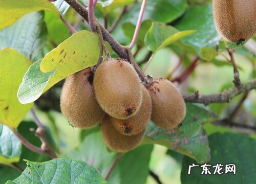 猕猴桃长在树上还是地上 一般长在哪里