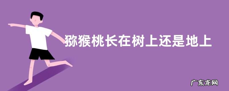 猕猴桃长在树上还是地上 一般长在哪里