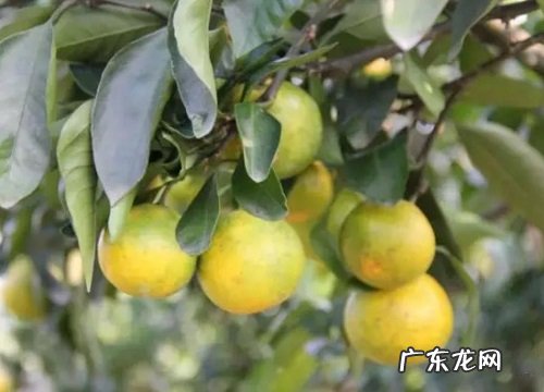 由良柑橘品种介绍 由良柑橘适宜在什么地区种植