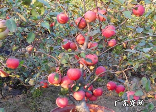 宝鸡盛产什么水果