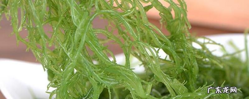 龙须菜与珊瑚草的区别,从分布范围、形态特征、价值上来区分