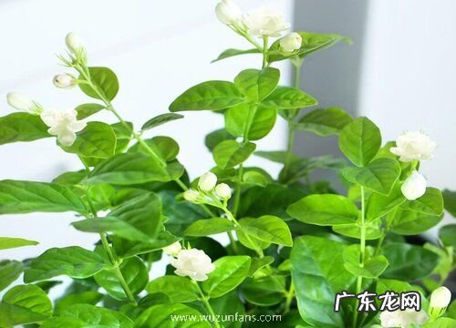 茉莉怎么修剪开花更多