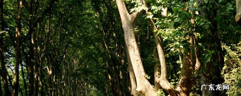 一棵树可以活多少年，什么树象征长寿