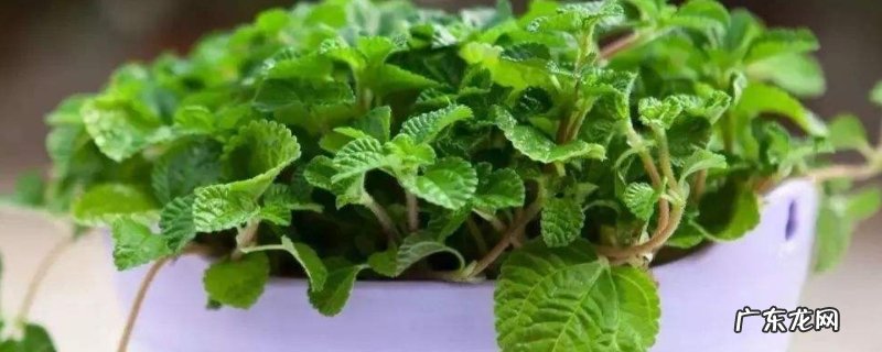 吸毒草和薄荷草有什么不同，从气味、外形、生长环境上来区分