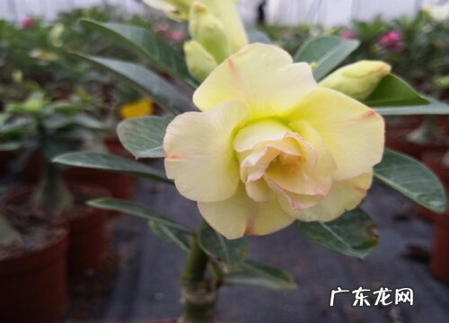 沙漠玫瑰叶的背面出现发紫是什么原因