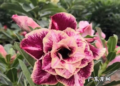 沙漠玫瑰叶的背面出现发紫是什么原因