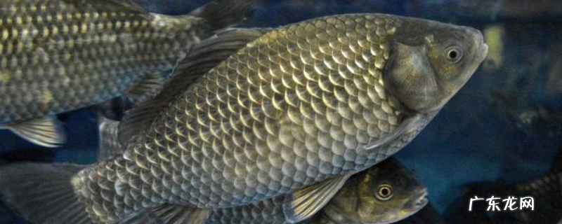 大鲫鱼喜欢的味道什么样，在哪里钓大鲫鱼