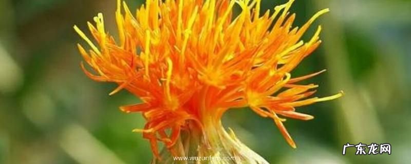 藏红花与草红花有什么不同,从形态、价值上区分