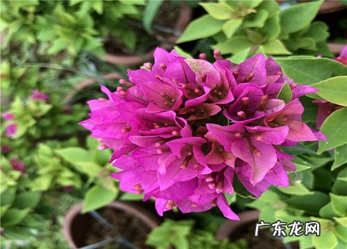 三角梅不开花是受哪些因素影响